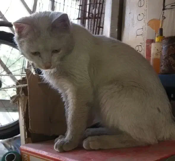 واگذاری گربه|گربه|شیراز, فاضل|دیوار