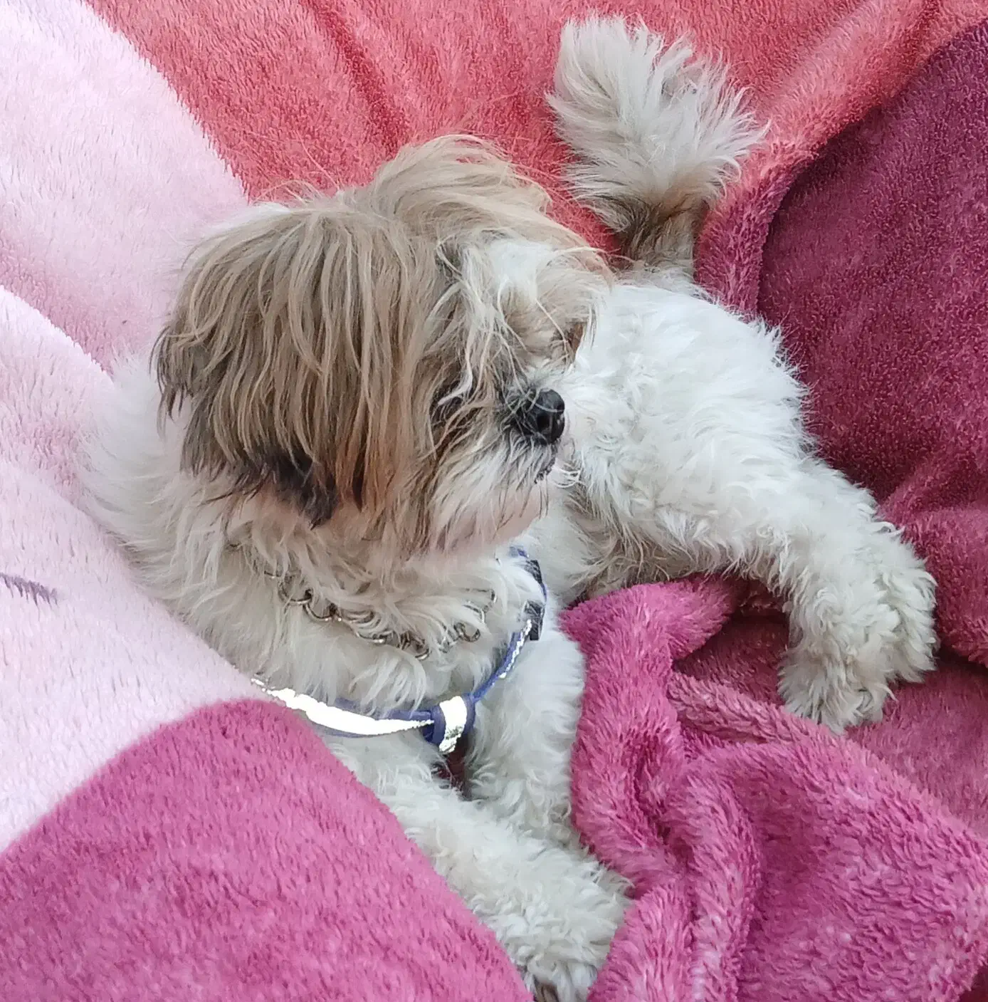 سگ پاکوتا نژاد شیتزو|سگ|تبریز, |دیوار