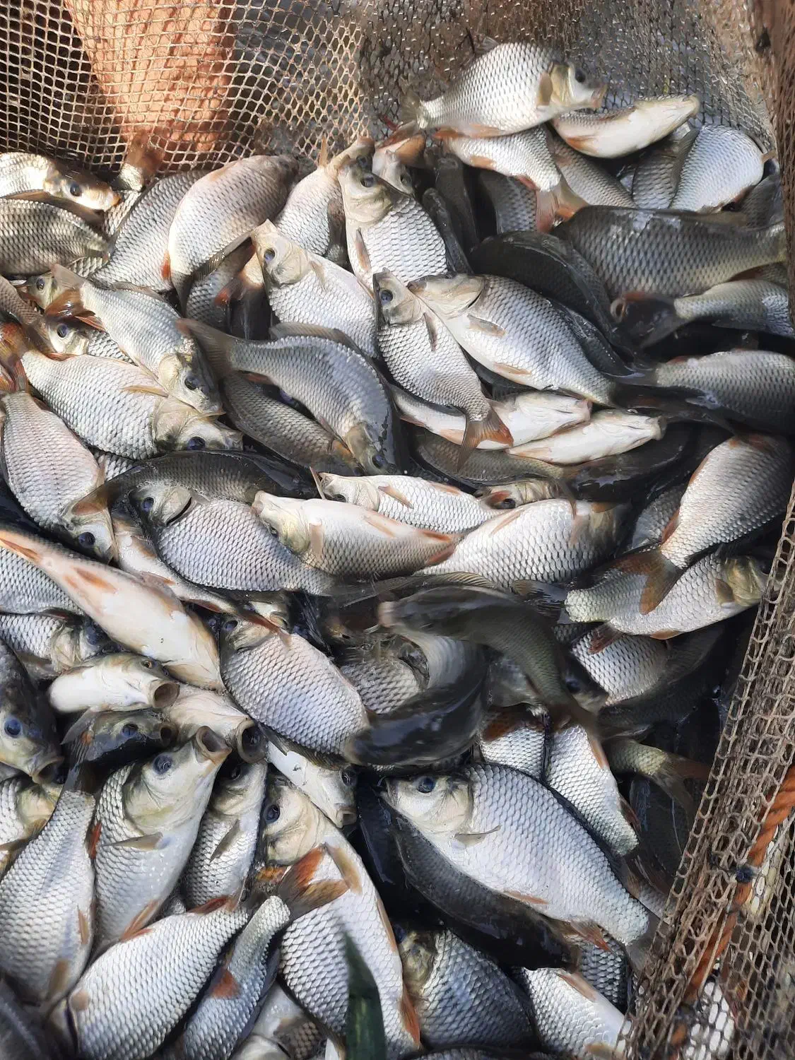 بچه ماهی کپور وآمور و قزل الا|ماهی|محمودآباد, |دیوار