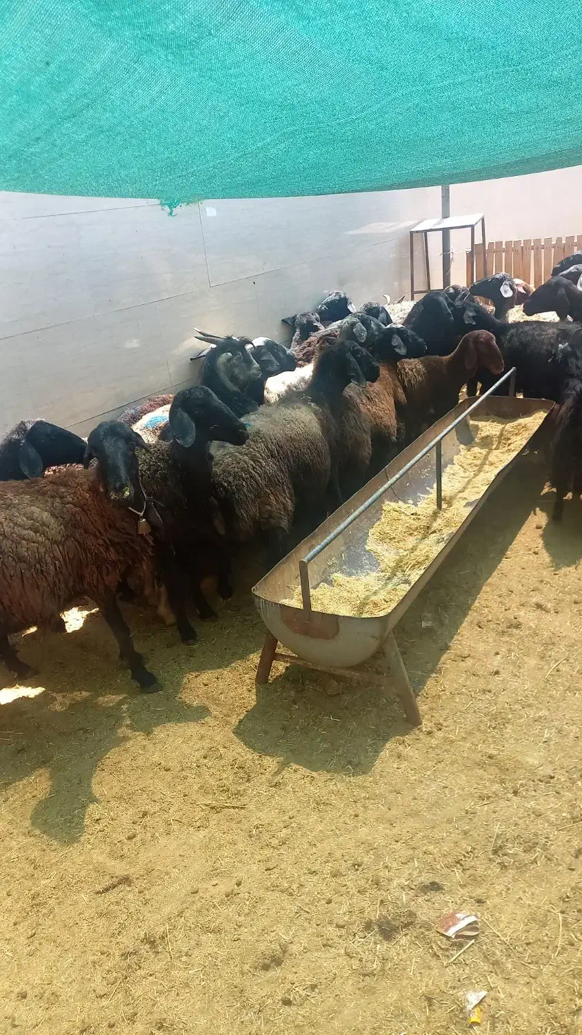 (انواع دام زنده گوسفند)|حیوانات مزرعه|پاکدشت, پاکدشت (مامازند)|دیوار