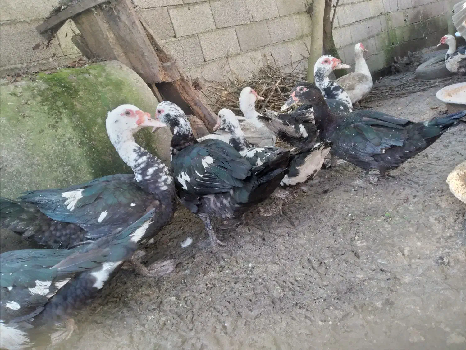 تعداد محدود اردک درشت نر و ماده|حیوانات مزرعه|رودبنه, |دیوار