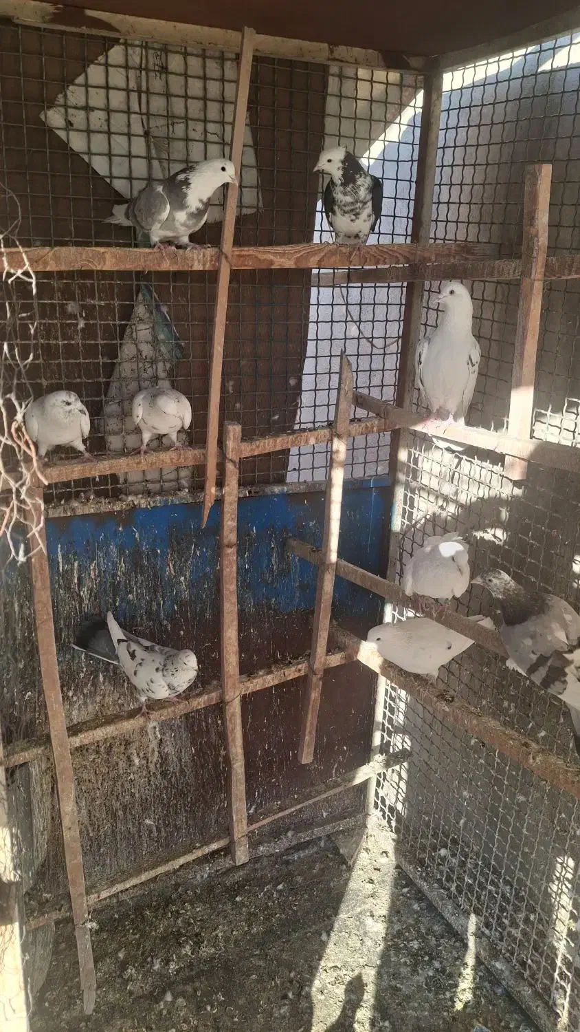 کفتر|پرنده|پردیس, شهرک صنعتی خرمدشت فاز ۷|دیوار