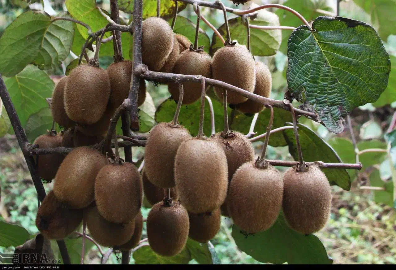 کیوی درشت|خوردنی و آشامیدنی|تهران, باغ خزانه|دیوار