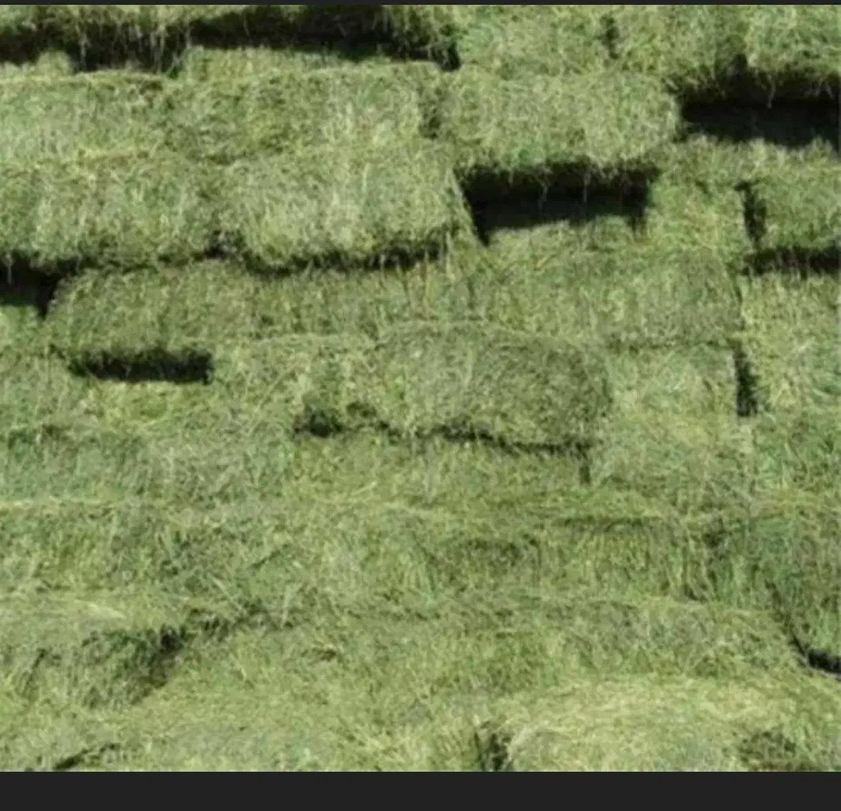 یونجه خشک|عمدهفروشی|ترکمانچای, |دیوار