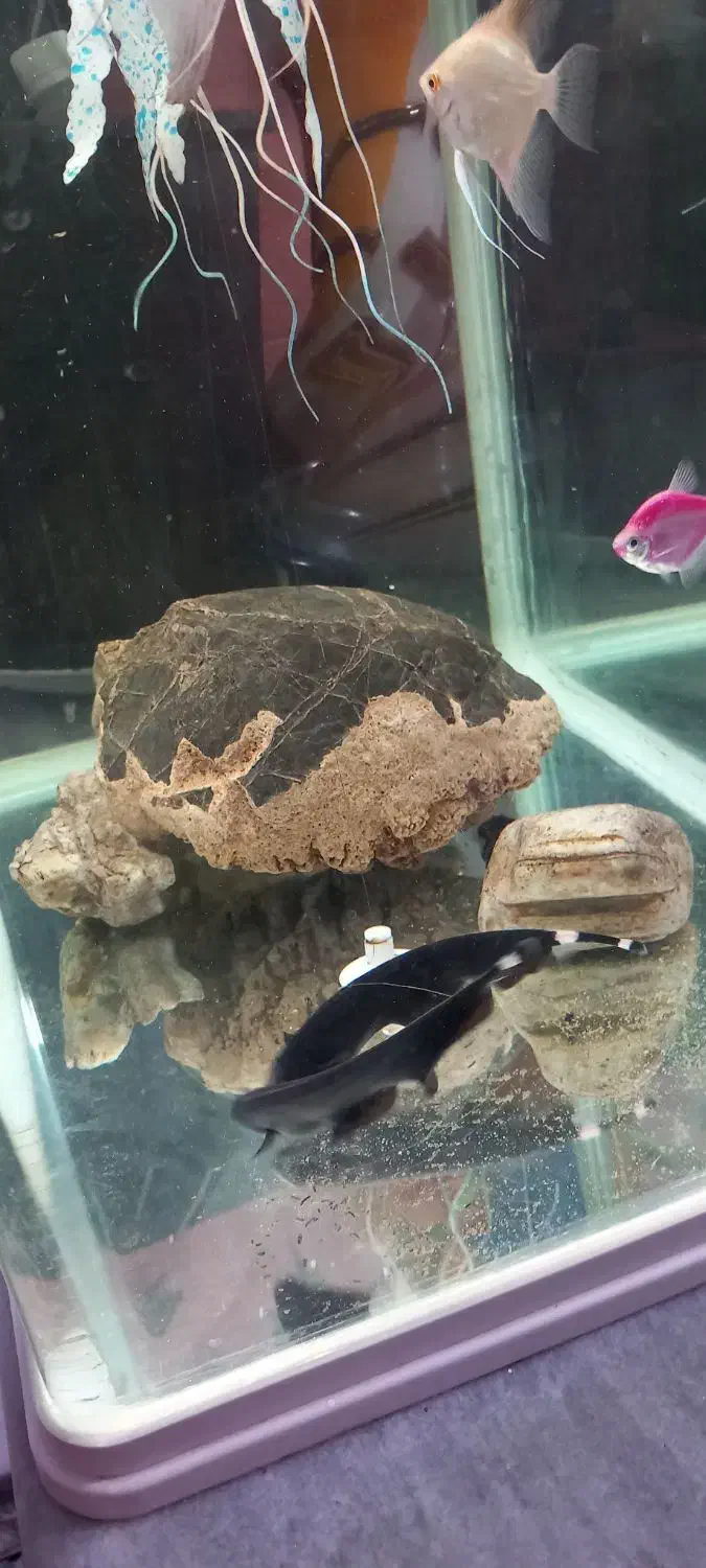 دو عدد روح ماهی|ماهی|ارومیه, |دیوار