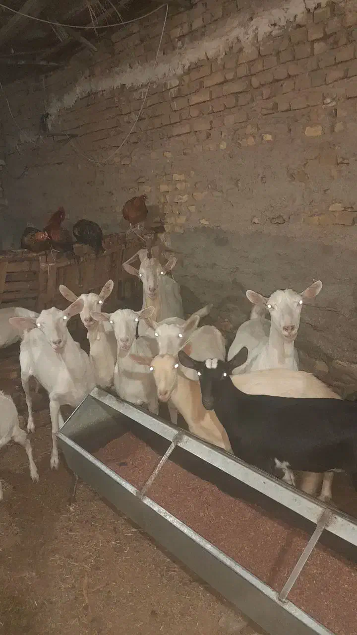 تعدادی بز وکره ابستن|حیوانات مزرعه|میبد, |دیوار