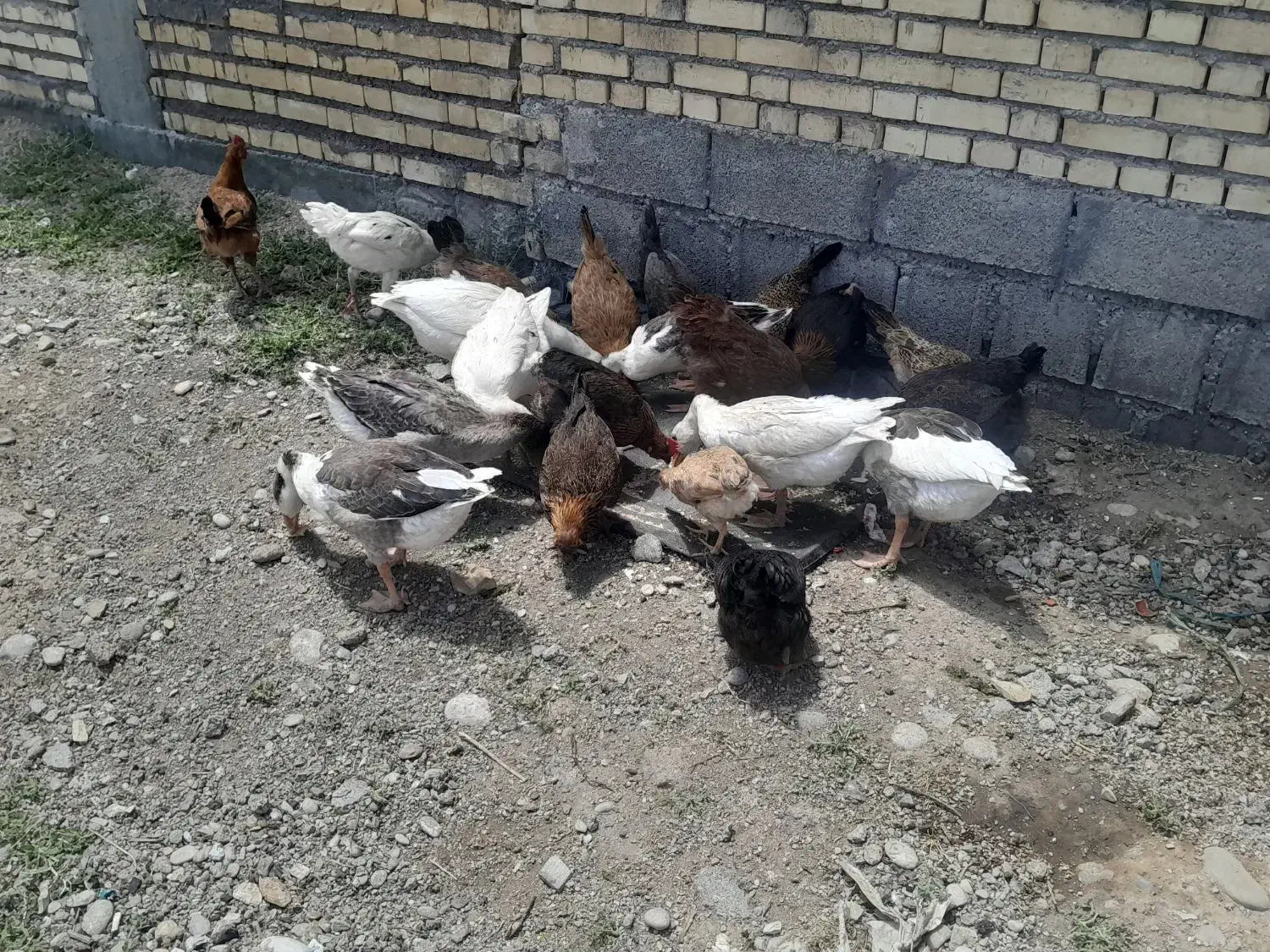 غاز|حیوانات مزرعه|اندیمشک, |دیوار