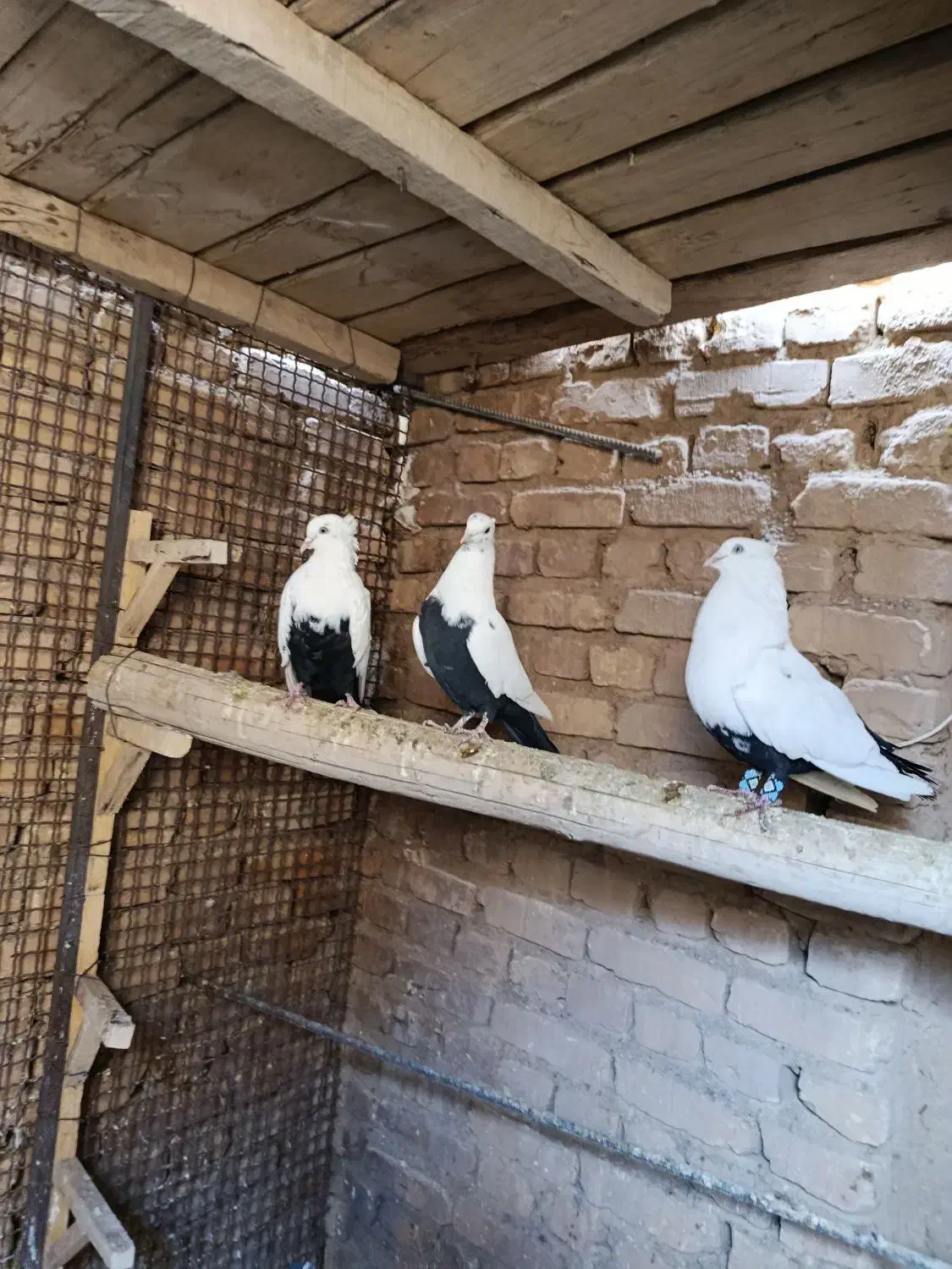 کبوتر|پرنده|آباده, |دیوار