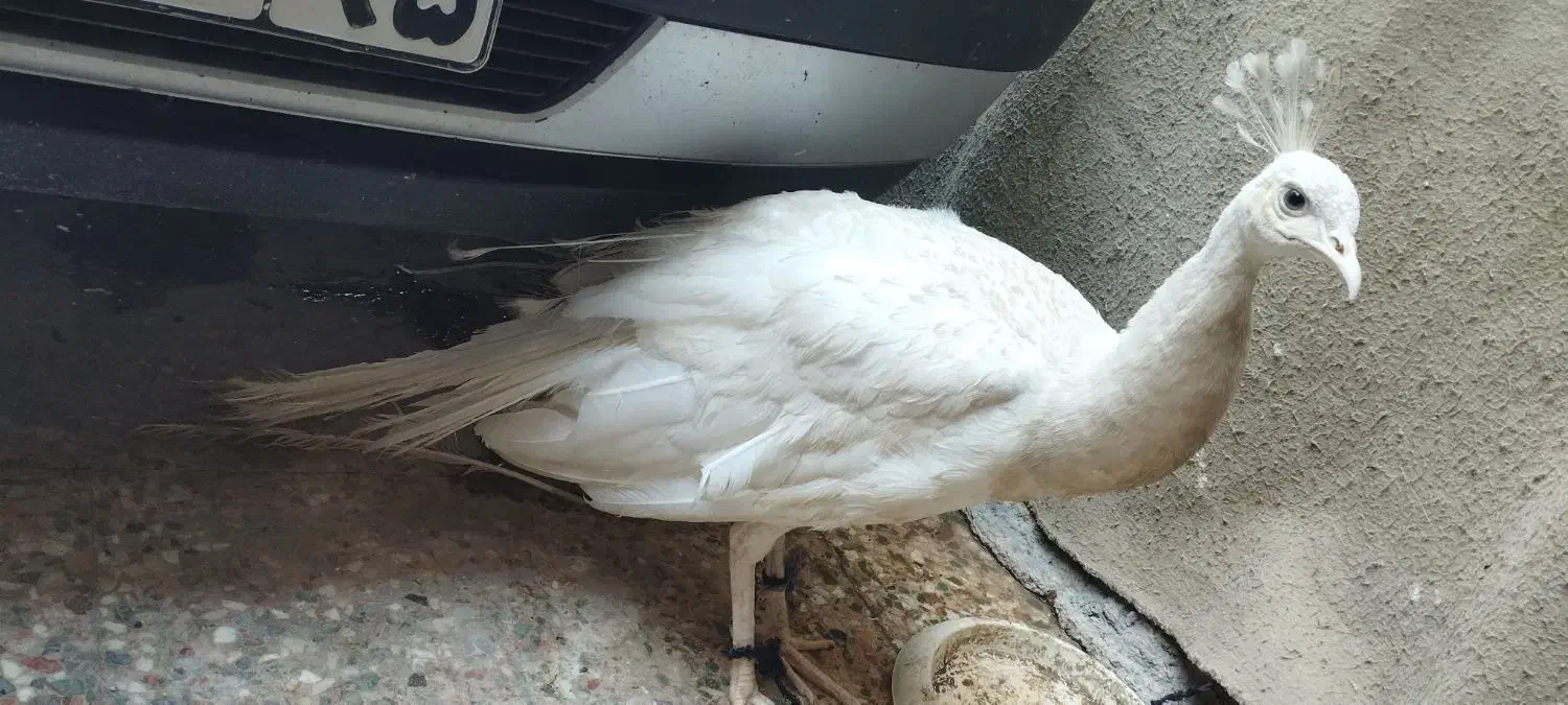 طاووس سفید مصری|پرنده|ایرانشهر, |دیوار