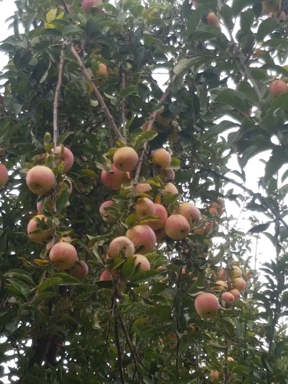 اجرای هرس و فرم دهی اصولی درختان مثمر|خدمات باغبانی و درختکاری|نجف‌آباد, صالح آباد|دیوار