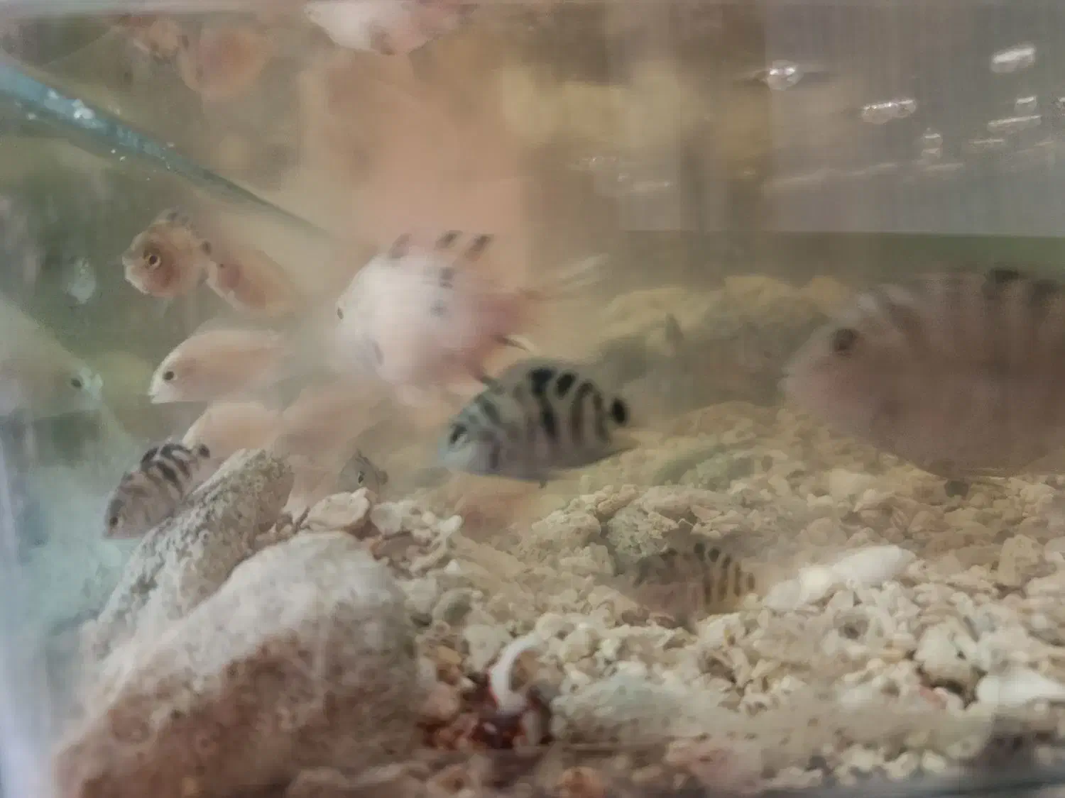 سیچلاید ماهی|ماهی|تربت‌حیدریه, مسجد جامع|دیوار