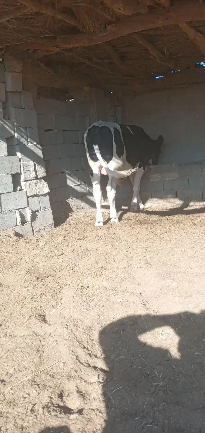 گوساله دونرخارجی|حیوانات مزرعه|زابل, |دیوار