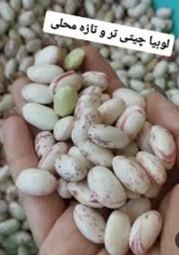 گل کلم وهویج وکرفس..و چیتی تحویل رایگان درب منزل|خوردنی و آشامیدنی|رشت, احمد گوراب|دیوار