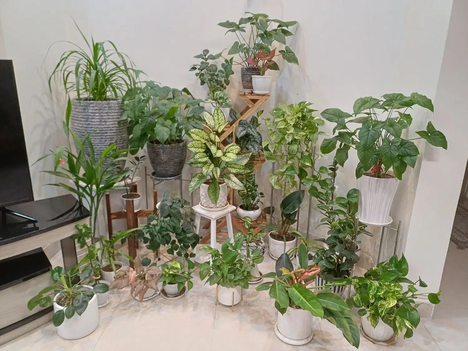 فروش گل های آپارتمانی به دلیل مهاجرت|گل و گیاه طبیعی|تهران, وردآورد|دیوار