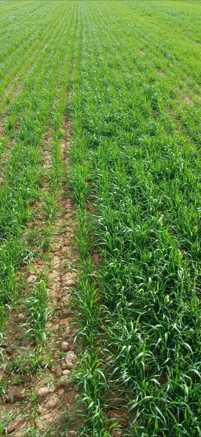 زمین زراعی دیم در استرود|فروش دفتر صنعتی، کشاورزی، تجاری|بزینه رود, |دیوار