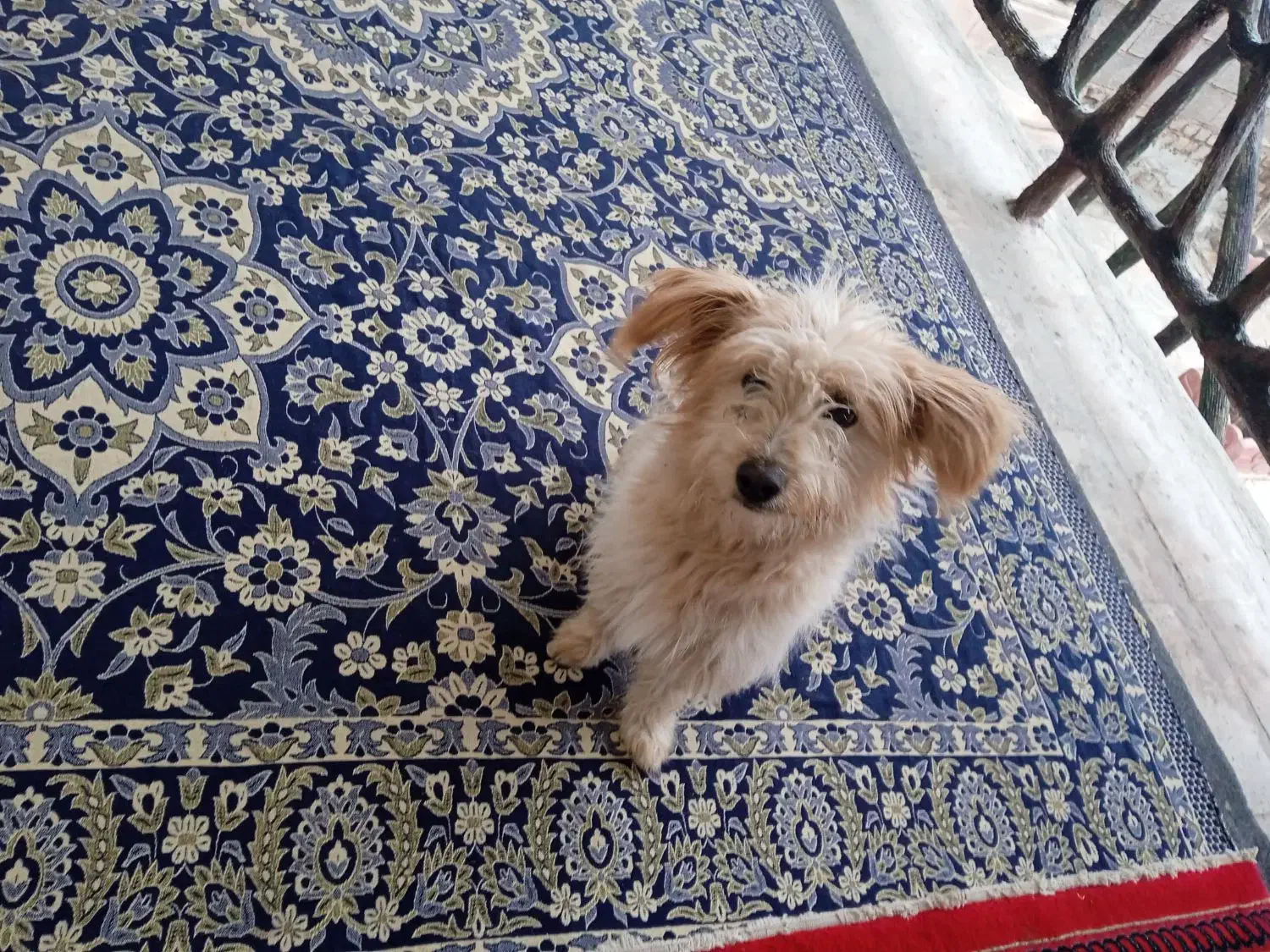 همخونه|اجارهٔ خانه و ویلا|قم, چهل درخت‎|دیوار