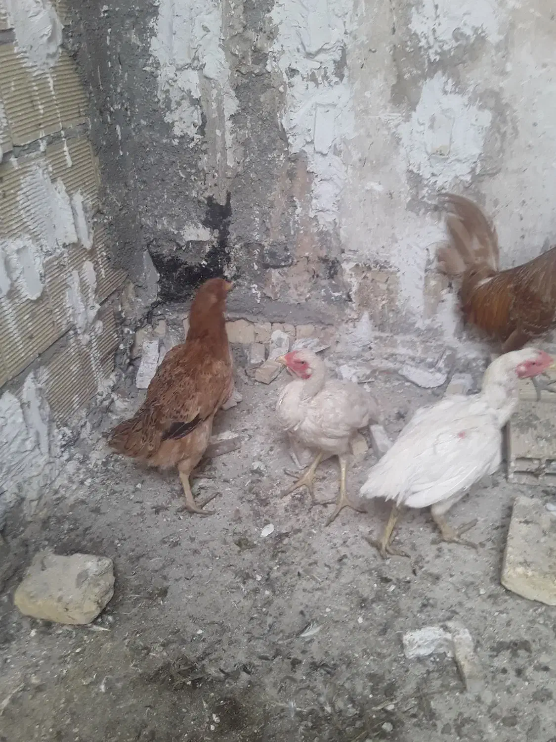مرغ لاری|حیوانات مزرعه|شیراز, گل سرخ|دیوار