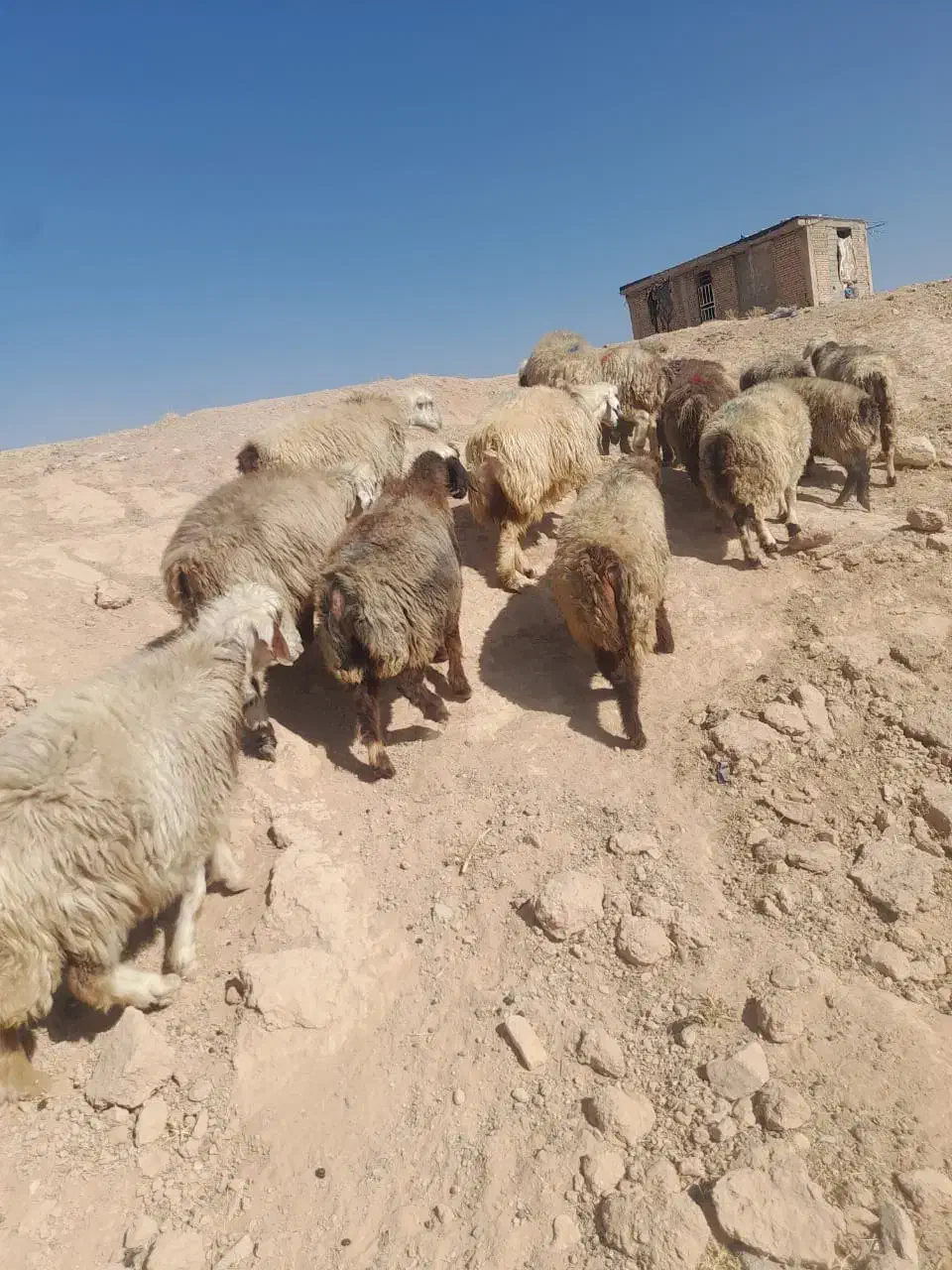 . تعداد ۲۰راس شیشک میش داشتی|حیوانات مزرعه|ارژن, |دیوار