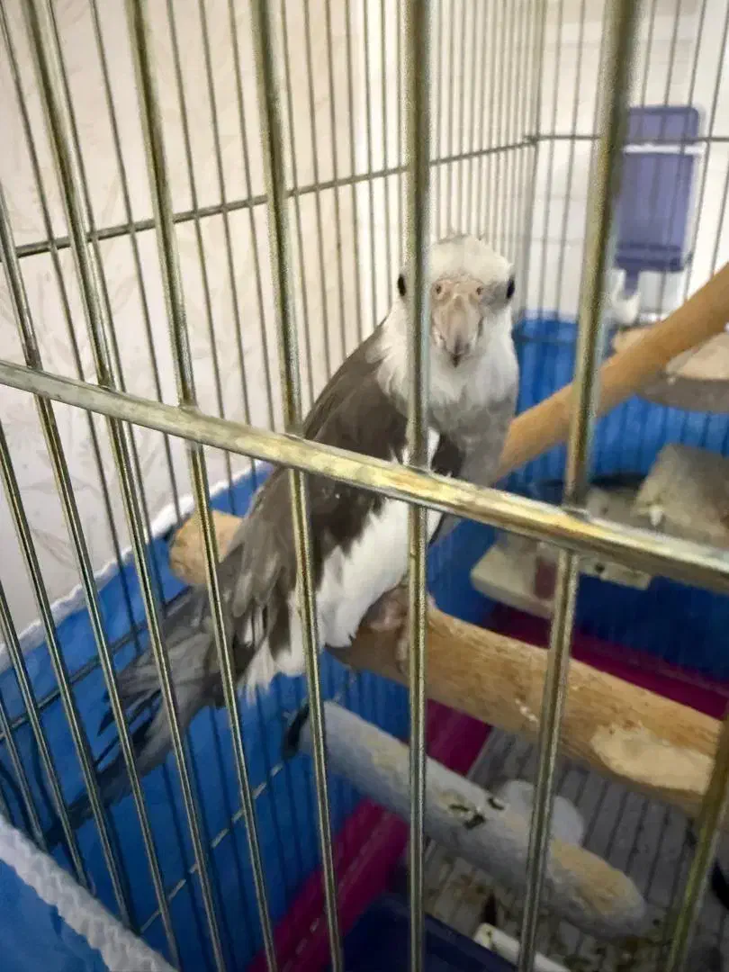 پرنده گمشده عروس هلندی|پرنده|شاهین‌شهر, مخابرات (شهید بهشتی)|دیوار