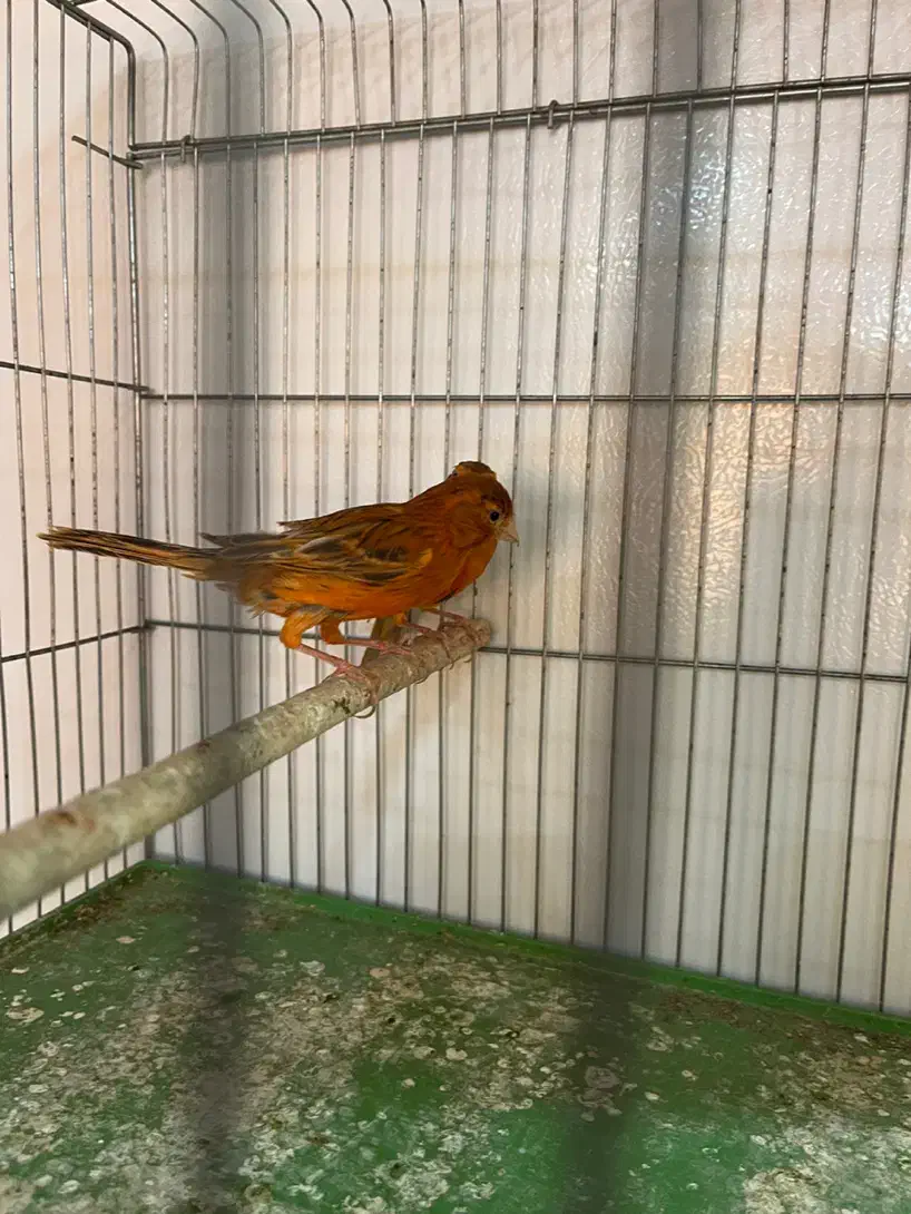 قناری ماده|پرنده|شیراز, پودنک|دیوار