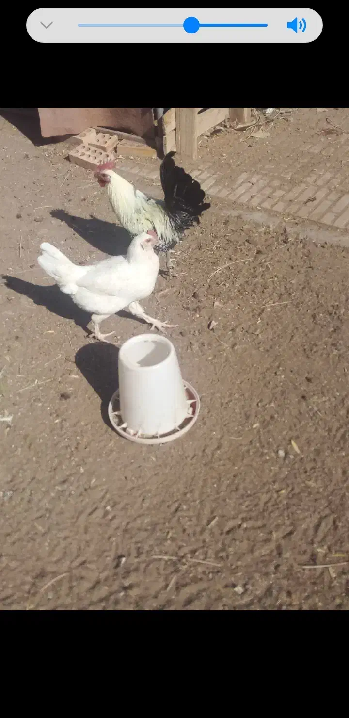 خروس یکی ززیبا|حیوانات مزرعه|رفسنجان, |دیوار