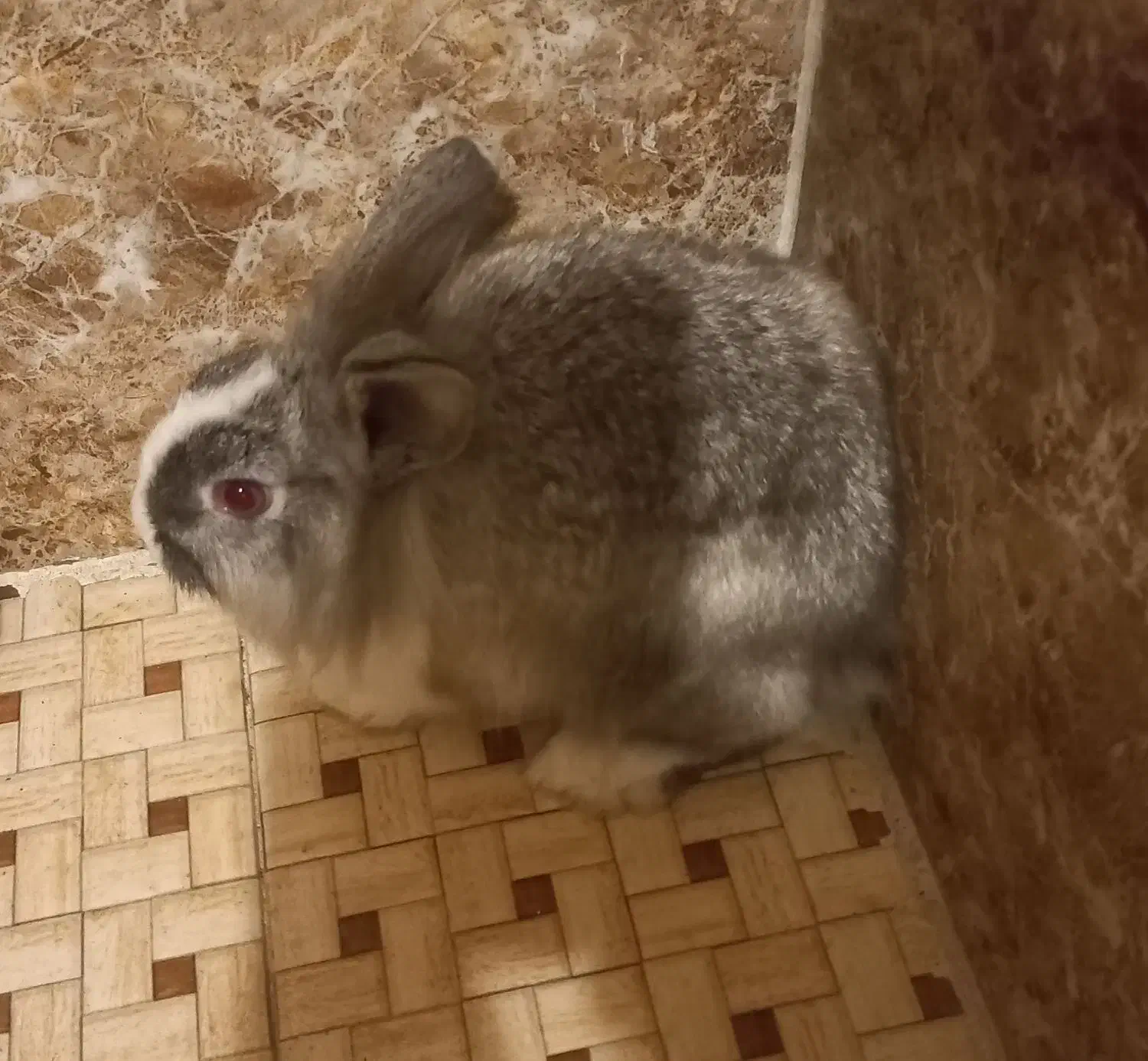 خرگوش|موش و خرگوش|قدس, شهرک فرزان|دیوار