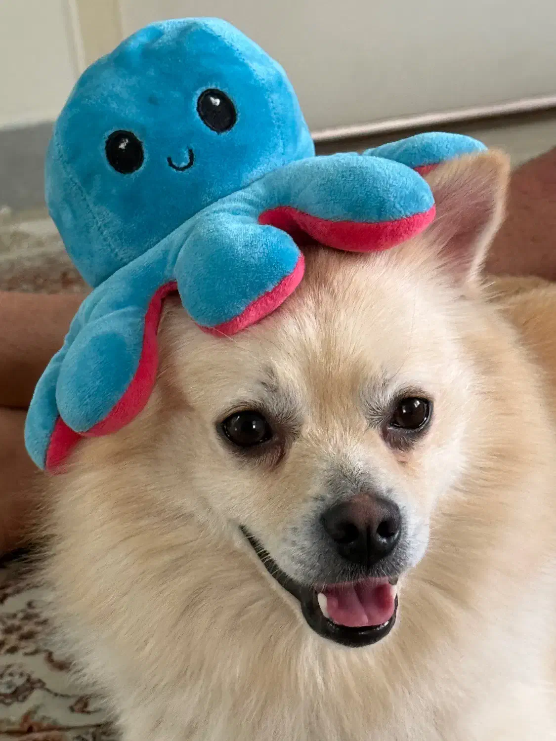 میکس پامر و اشپیدز|سگ|تهران, سوهانک|دیوار