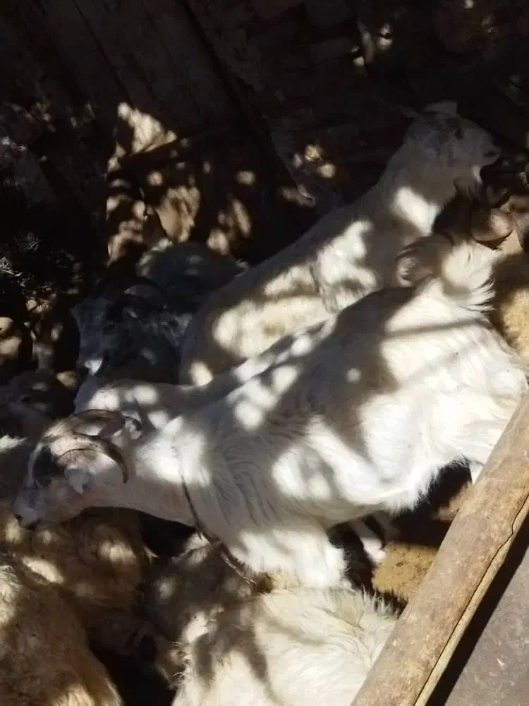 گوسفند فروشی|حیوانات مزرعه|رابر, |دیوار