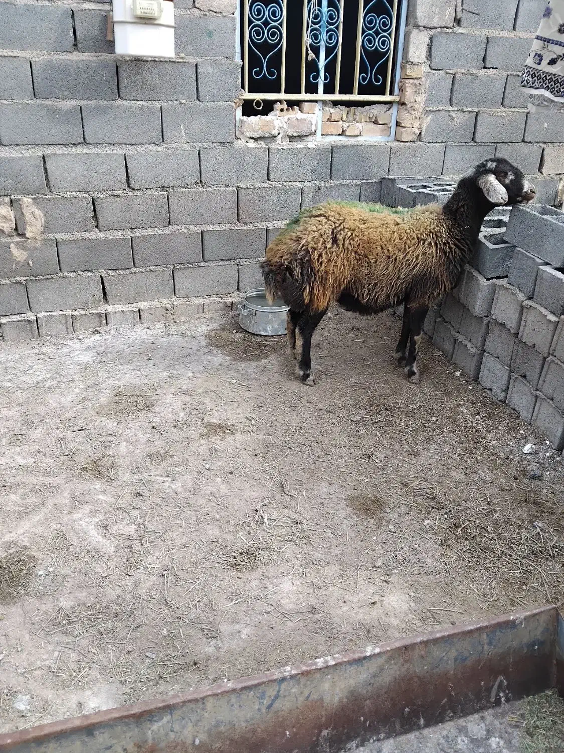 گوسفند|حیوانات مزرعه|تربت جام, جلگه موسی آباد|دیوار