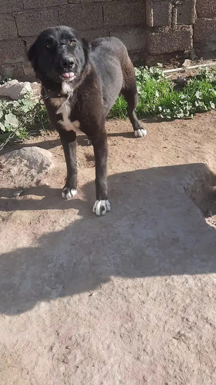 سگ قدرجونی قیمت ۱۰تومن|سگ|کوهرنگ, |دیوار