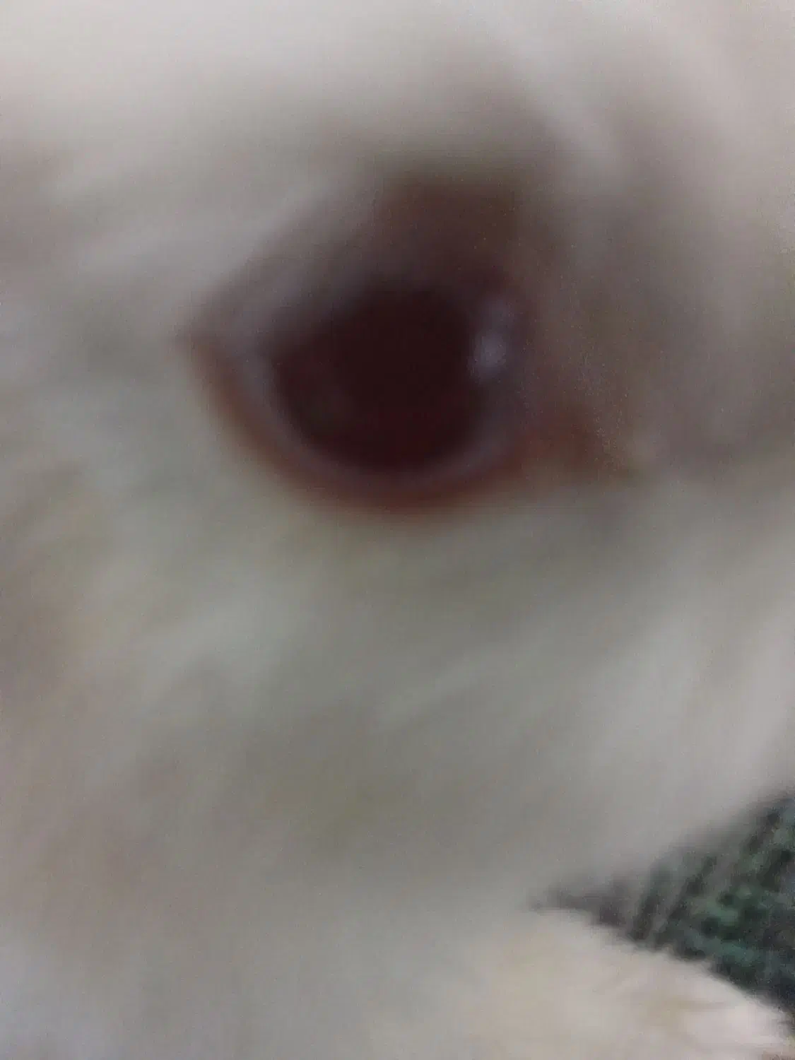 خرگوش اهلی سفیدچشم آلبالویی|موش و خرگوش|بم, |دیوار