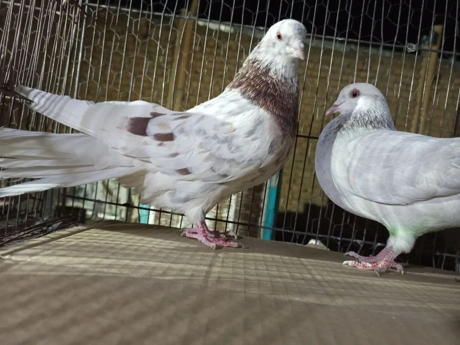 حیوون ساوه هستم عالی درجه یک ضمانتی هوایی....|پرنده|رباطکریم, رباطکریم|دیوار