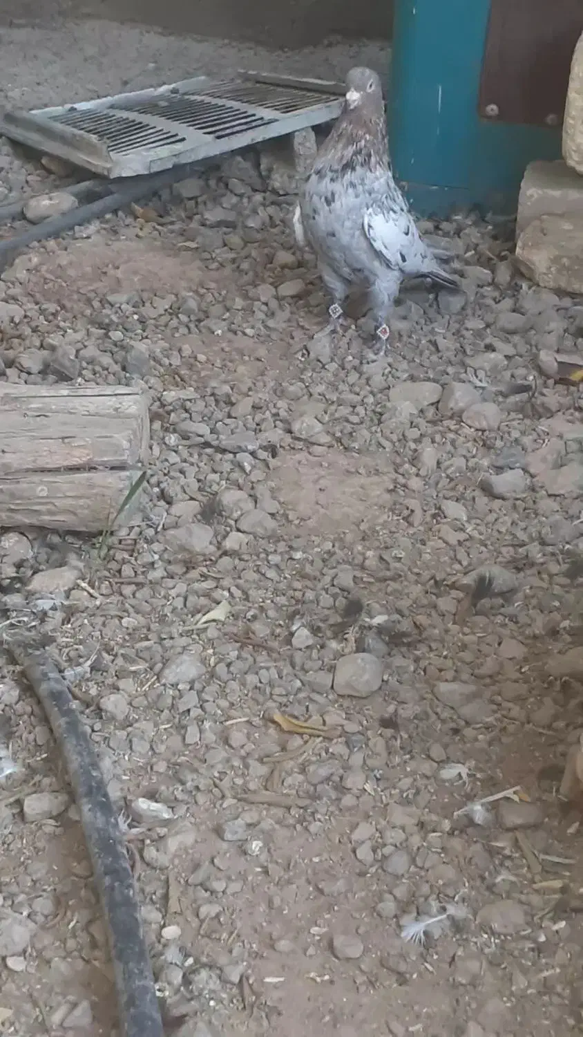 سینه سرور هوایی|پرنده|مرودشت, تخت جمشید|دیوار