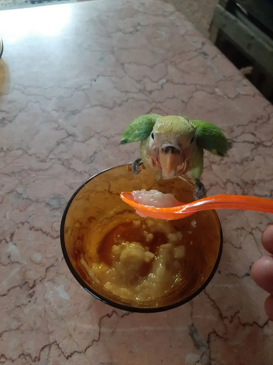 طوطی برزیلی سرلاکی|پرنده|تهران, مشیریه|دیوار