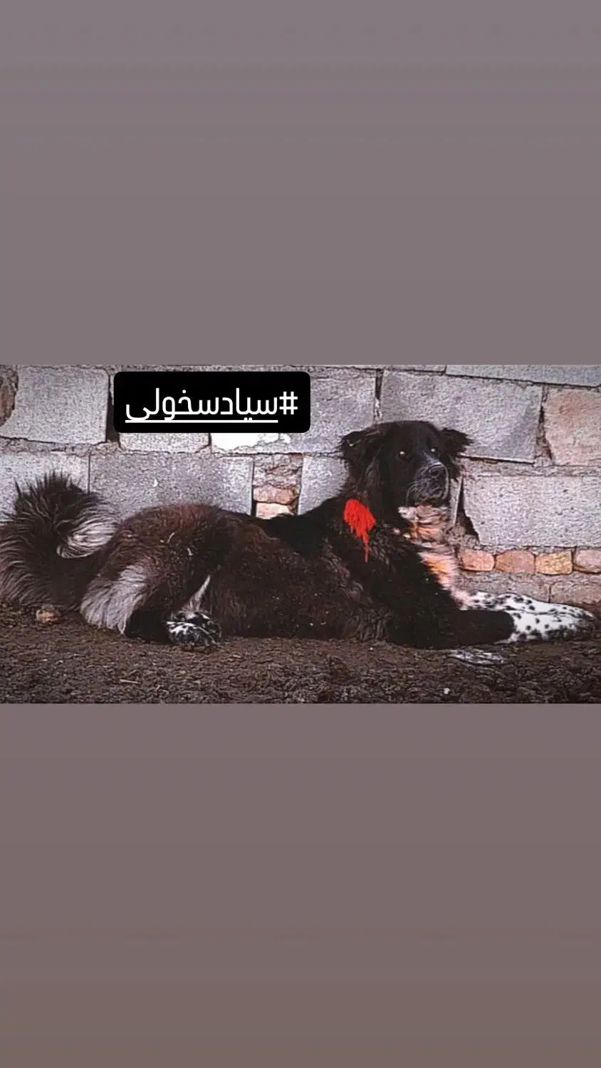 فی ۳۰|سگ|دهق, |دیوار