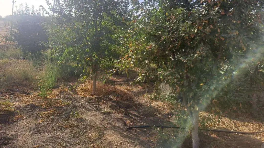 فروش باغ ۵ ساله به ثمر رسیده|فروش زمین و ملک کلنگی|بانه, |دیوار