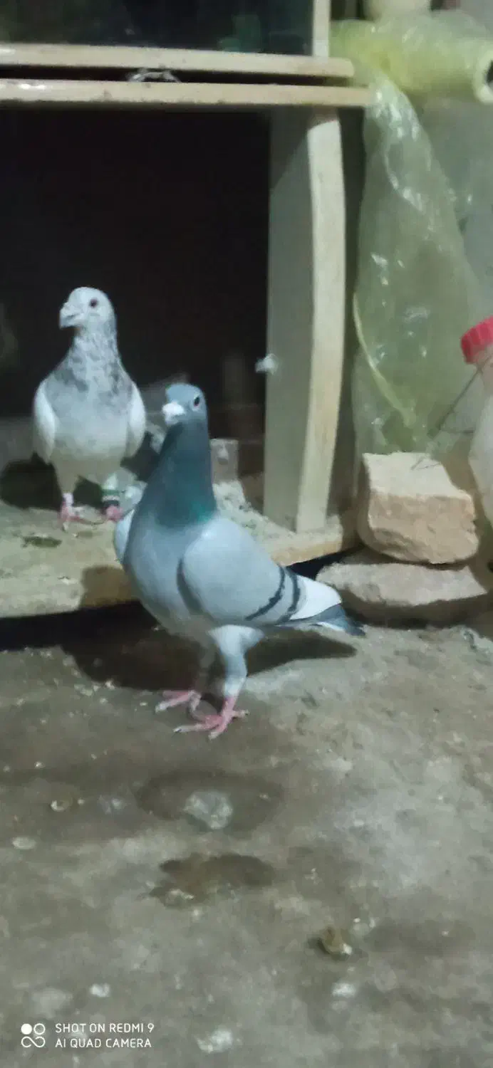 کبوتر|پرنده|شیروان (خراسان), |دیوار