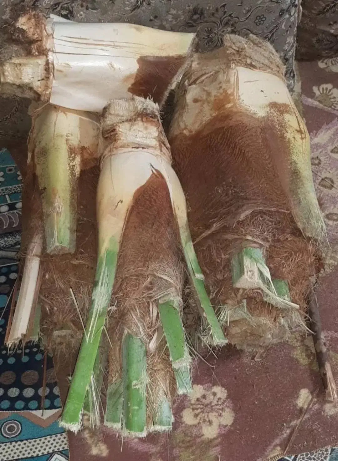 پنیر نخل|خوردنی و آشامیدنی|اهرم, |دیوار