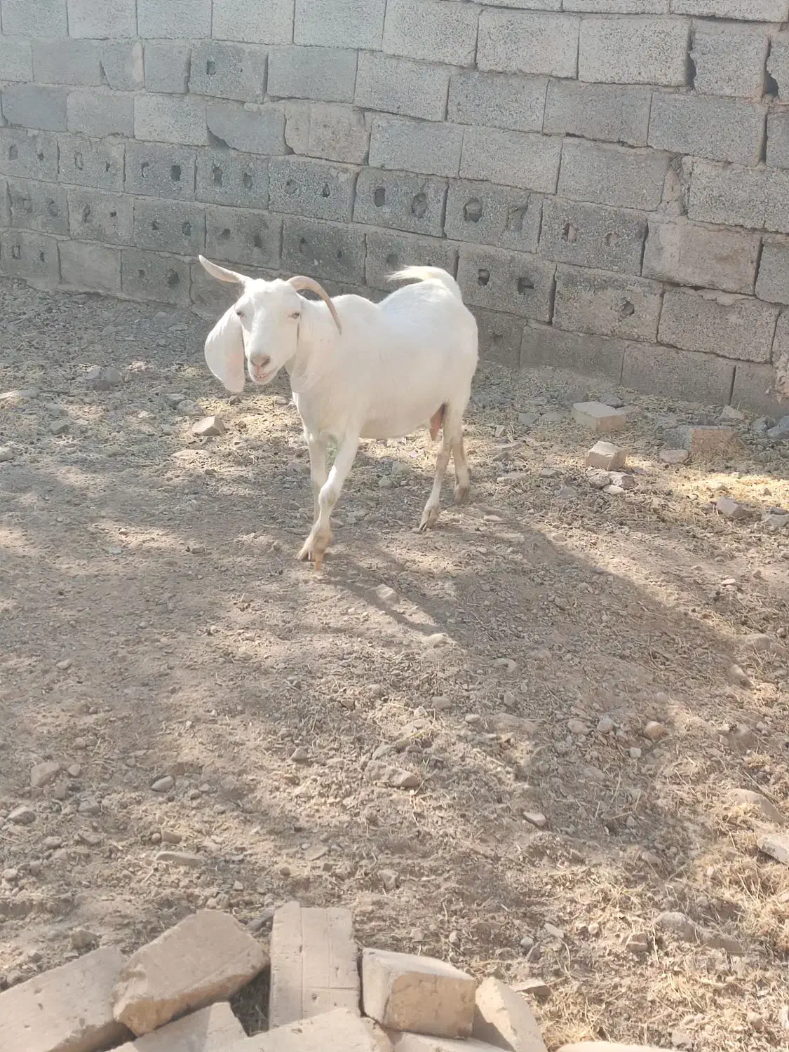 بز ماده کیلویی ۱۹۰|حیوانات مزرعه|محمدیه-قزوین, |دیوار