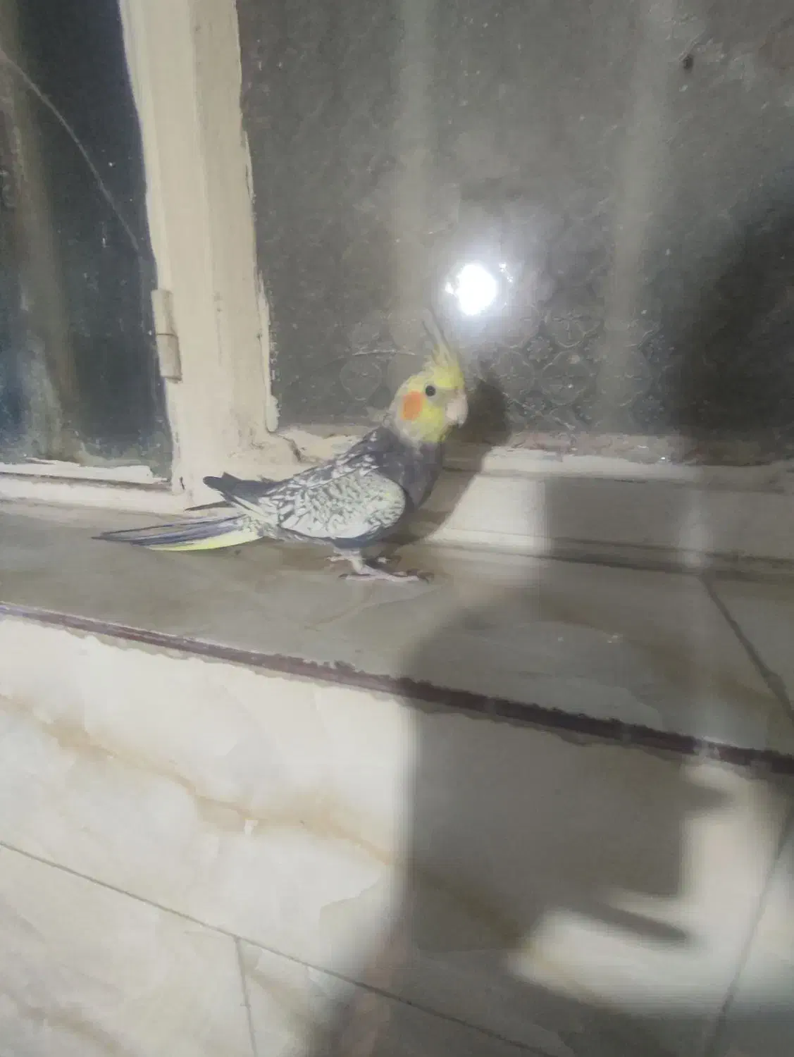 یک عروس نر سخنگو دستی|پرنده|محمدشهر, جعفرآباد|دیوار