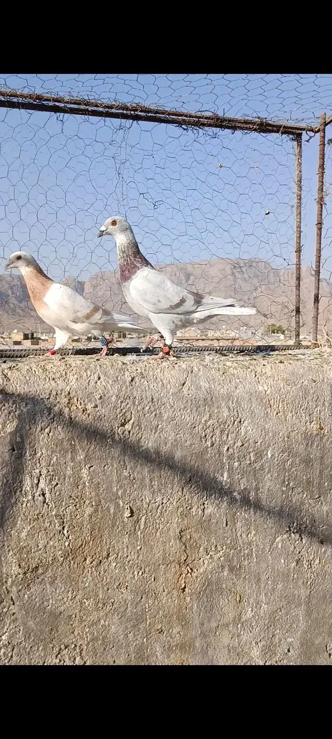 کبوتر|پرنده|شیراز, آزادگان|دیوار