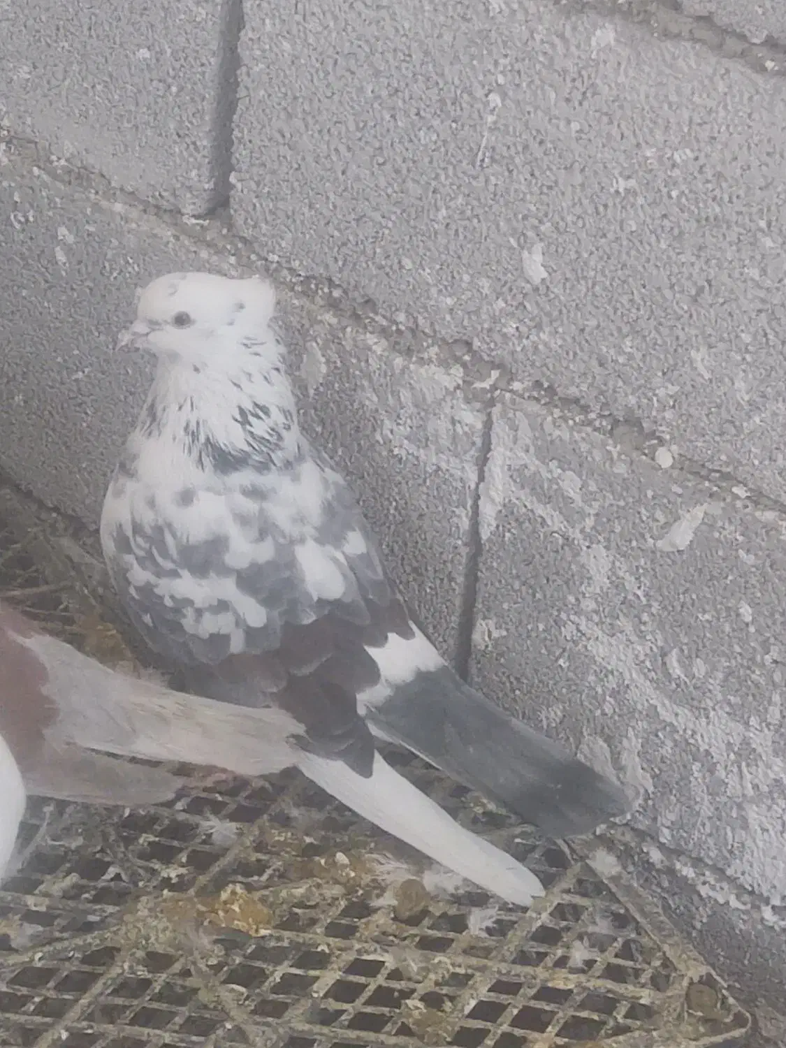 کبوتر پرشی|پرنده|پیرانشهر, |دیوار