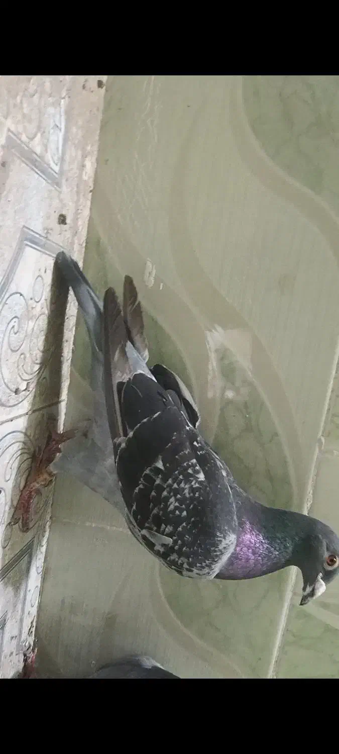 مسافتی|پرنده|حمیدیه, |دیوار