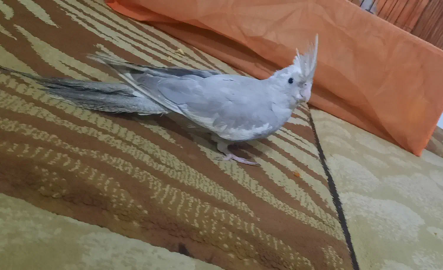 عروس هلندی|پرنده|شیراز, شهرک فرزانگان|دیوار