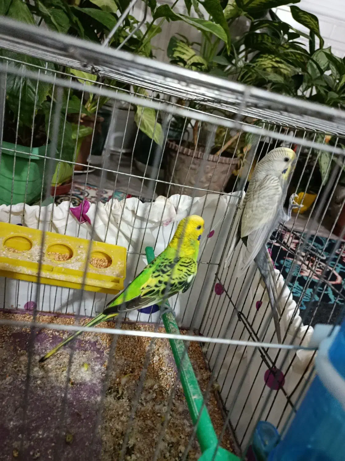 مرغ عشق|پرنده|مرودشت, کناره|دیوار