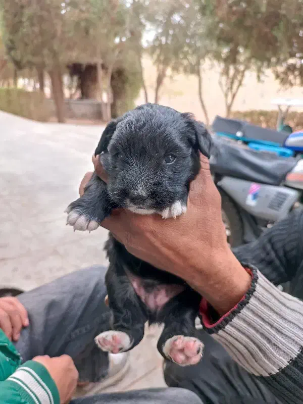 فروش توله 2ماهه پامر اشپیتز|سگ|یزد, |دیوار