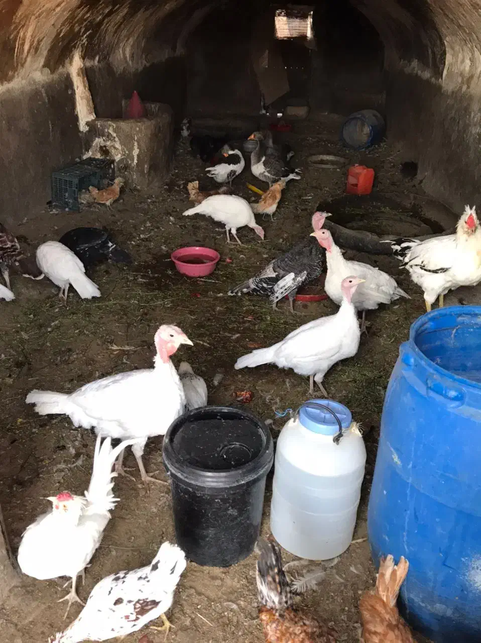 بوقلمون مرغ گلین نیمچه پولند|حیوانات مزرعه|شاهینشهر, شهرک امام علی|دیوار