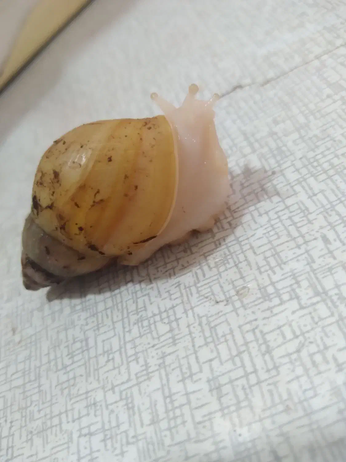 حلزون البینو|خزنده|زابل, |دیوار