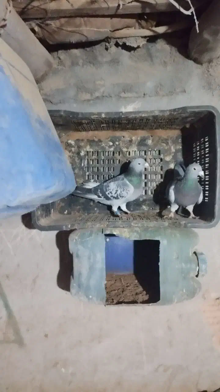 کفتر پلاکی|پرنده|سبزوار, ایزی شهر|دیوار