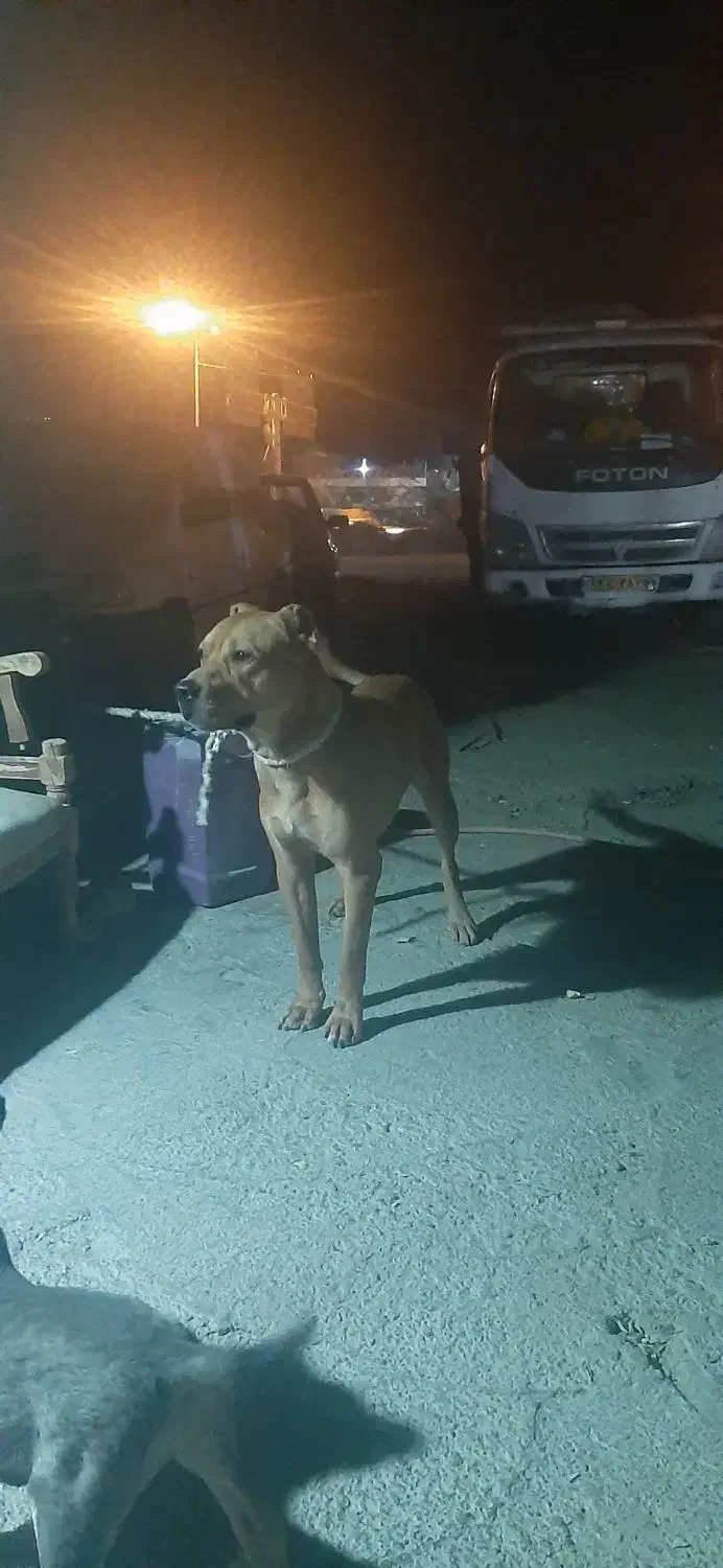 سگ پیت بول|سگ|تهران, شهرک امام خمینی|دیوار